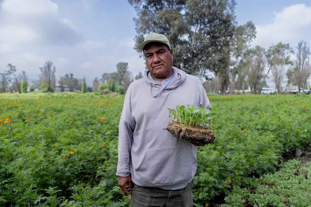Farmer in Mexico holding seedlings in a field